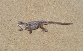 Lizard High Definition Wallpaper 31565
