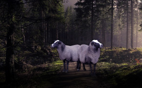 Sheep Best Wallpaper 31854