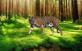 Tiger Best Wallpaper 31998