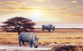 Rhino Background Wallpaper 31786
