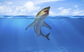 Shark HD Desktop Wallpaper 31844