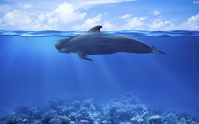 Whale HD Wallpapers 32060