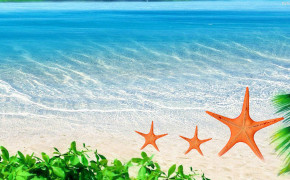 Starfish Background HD Wallpapers 31934