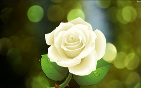 White Rose Wallpaper 32074