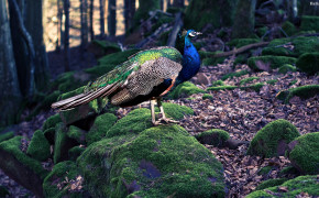 Peacock HD Background Wallpaper 31687