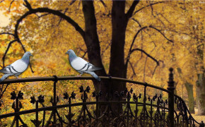 Pigeon HD Background Wallpaper 31717