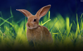 Rabbit Desktop Widescreen Wallpaper 31751