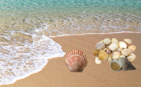 Seashell Desktop Wallpaper 31825