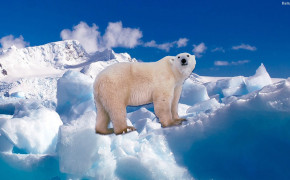 Polar Bear Background Wallpaper 31725
