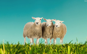 Sheep Desktop Wallpaper 31855