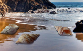 Seashell Background Wallpapers 31821