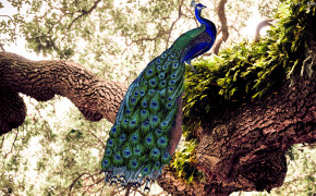 Peacock HD Wallpapers 31690