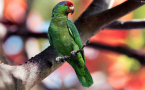 Parrot Background Wallpapers 31667