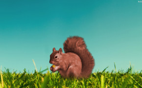 Squirrel HD Wallpapers 31929