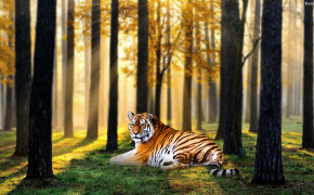 Tiger Background Wallpapers 31996