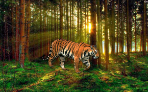 Tiger Wallpaper HD 32004