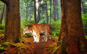 Tiger HD Wallpapers 32002