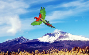 Parrot Desktop Wallpaper 31671