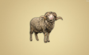 Sheep Wallpaper 31861