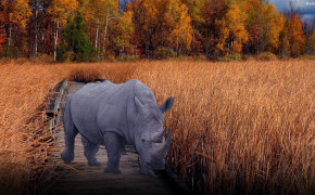 Rhino Background Wallpapers 31787