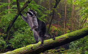 Raccoon Best HD Wallpaper 31763