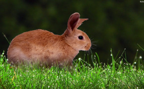 Rabbit Best HD Wallpaper 31747