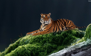 Tiger Desktop Wallpaper 31999