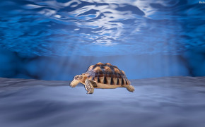 Turtle Desktop Wallpaper 32024