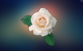 White Rose Best HD Wallpaper 32066