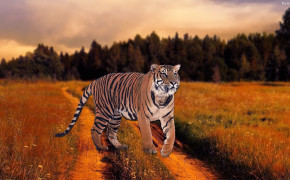 Tiger HD Desktop Wallpaper 32000