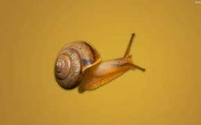 Snail HD Wallpaper 31879