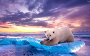 Polar Bear HD Wallpapers 31733