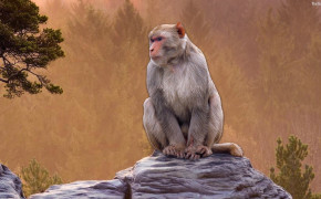 Monkey Desktop Wallpaper 31601