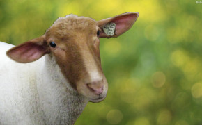 Sheep Best HD Wallpaper 31853