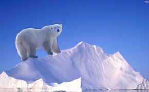 Polar Bear Background Wallpapers 31726