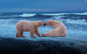 Polar Bear Wallpaper 31736