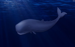 Whale Wallpaper HD 32062