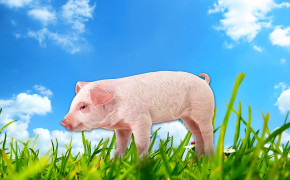 Pig Background Wallpaper 31704