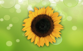 Sunflower Desktop Wallpaper 31970
