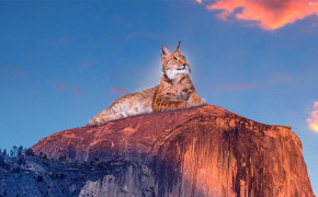 Lynx Background Wallpaper 31577