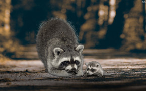 Raccoon HD Desktop Wallpaper 31766