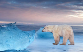 Polar Bear Best HD Wallpaper 31727