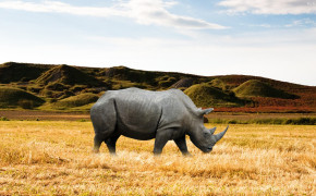 Rhino HD Desktop Wallpaper 31793