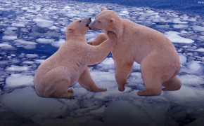 Polar Bear Desktop Wallpaper 31729