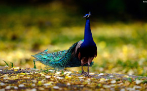 Peacock Background HD Wallpapers 31680