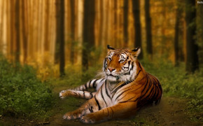 Tiger HD Wallpaper 32001