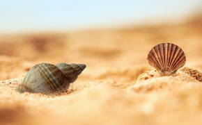 Seashell HD Desktop Wallpaper 31827