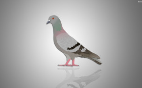 Pigeon Background Wallpaper 31711