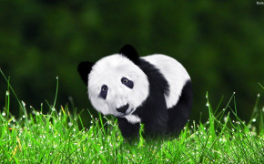 Panda Desktop Widescreen Wallpaper 31644