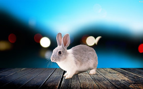 Rabbit Desktop HD Wallpaper 31749